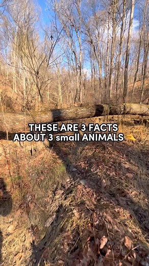 388K views · 732 reactions | 3 facts about 3 small #animals | Tim in the Wild | Facebook