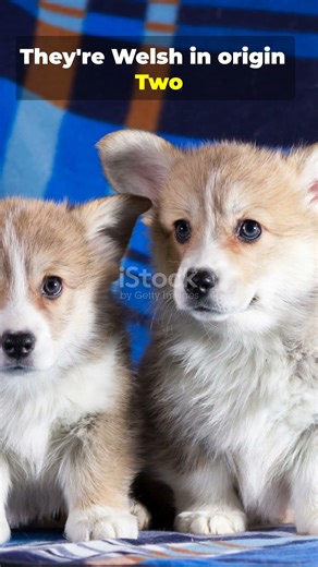 The real backstory of Corgi puppies
