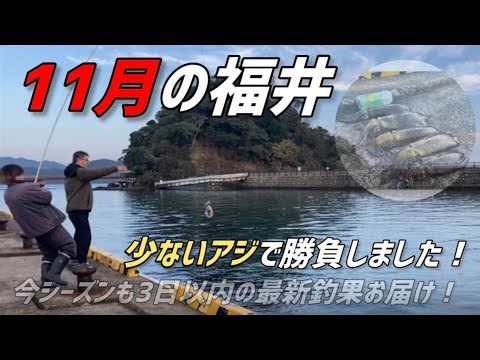 [Fishing spot with no bigfin reef squid!] Yaen fishing [Consecutive catches of good-sized squid!]...
