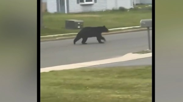 Officials warning residents after black bear spotted in New Jersey neighborhood