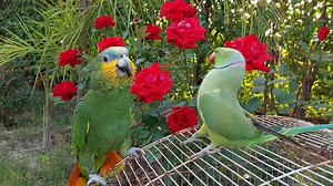 7.6K views · 618 reactions | Funny Indian Ringneck Parrot Dancing and Kissing Amazon Parrot | Parrot Paradise | Facebook