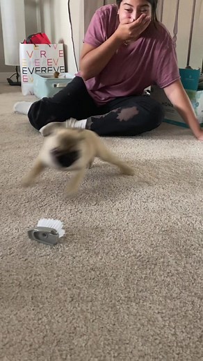 The Infamous Pug Butt Scoot: A Hilarious Doggy Meme