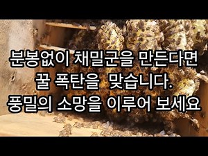 무 분봉, 초 강군 만들어 폭밀하는 방법 최초 공개/꿀부자 가능해요 #채밀군#토종벌분봉