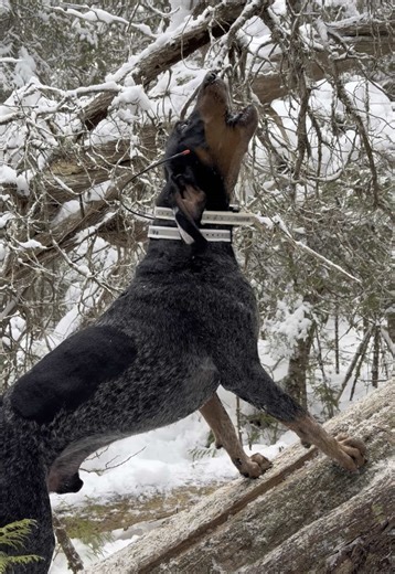Hunting with Hounds: A Bobcat Adventure