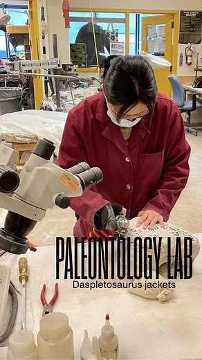 12K views · 42 reactions | For #FossilFriday, get up close with ROM’s Vertebrate Palaeontology Technician Shino Sugimoto as she prepares a Daspletosaurus fossil. Hungry for more dinosaur content? Join us starting March 11th for the opening of T. rex: The Ultimate Predator! Tickets available now. 秊 T. rex: The Ultimate Predator is organized by the American Museum of Natural History, New York @amnh. | Royal Ontario Museum | Facebook