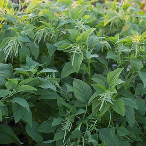 Phytonutrients 101: Green Amaranth | The Weeds and Seeds Guy