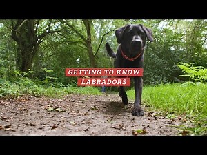 All About Pets | Getting to know... Labradors!