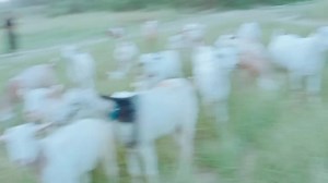 4.9K views · 731 reactions | ماشاءاللہ سب دوستوں کی فرمائش پر ایک اور لاٹ آ گئی ہے ڈیڈی بکریوں کی کھڑے کا نوں میں۔30۔ بکریاں ساری کراس بھی ھو گئ ہیں۔تین۔تین بچے دینے والی۔ رابطہ کریں۔03121621002. محمد عثمان بھائی ڈیرہ غازی خان | Bakra Mandi Online | Facebook