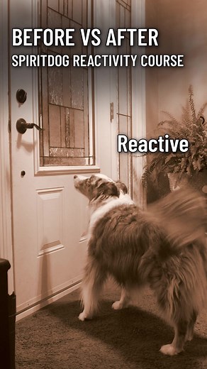 The best way to train your reactive dog is not to distract them, not to assert dominance, and definitely not punishing, correcting, or shouting at your dog. Reactive dog training methods based on distraction and redirection fail. Here’s why: Imagine luring your dog away with a cookie every time a person or dog comes too close… It’s not sustainable. Do you really want to distract your dog every single time you come across another person or dog? It won’t work every time. One day, you come across a