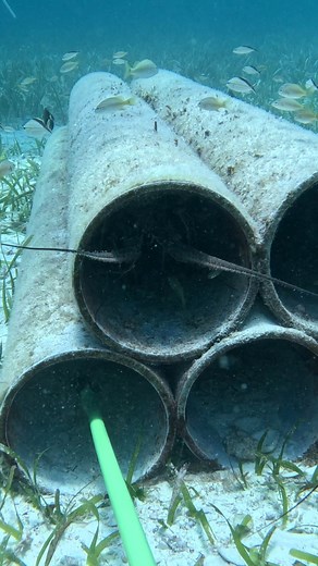 685K views · 4.6K reactions | Trick for Catching Free Lobster | Ryan Myers Spearfishing | Facebook