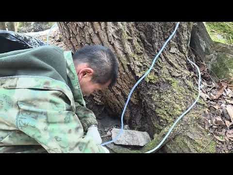 Collecting sap from the maple tree - it tastes good and is good for your health.