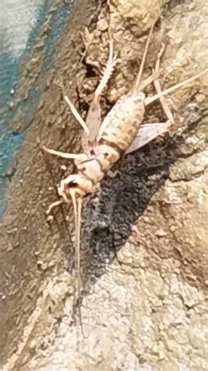 Wow it's that TROPICAL House Cricket?