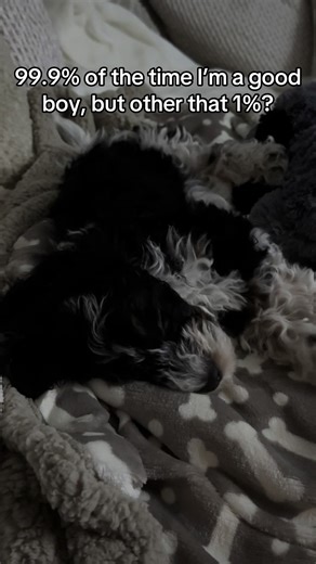 That 1% is personal #puppytok #cockapoo #10weekspuppy #teethingpuppy #dogsoftiktok