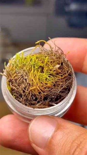 When you add water to moss, something amazing happens!