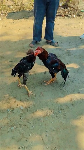 Shot #javascript #javaburn #Challenge #fouryou | Java Aseel