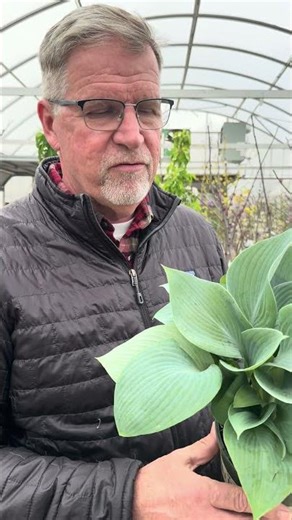 Ross’ favorite hosta #gardendelight