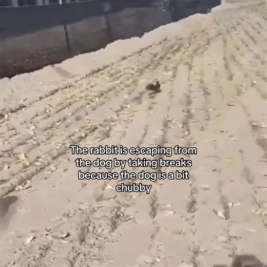 Clever Rabbit Escapes Chubby Dog in Hilarious Chase