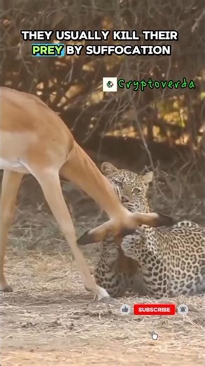 Leopard Power – Silent, Deadly, Unstoppable 🐆#bogcats #entertainment