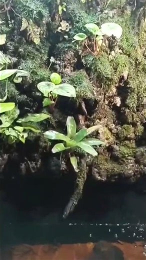 Beautiful Fish Tank Relaxing View 🐠