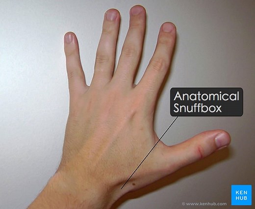 Anatomical snuffbox
