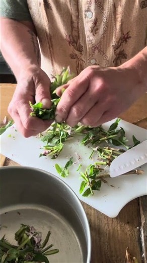 Soapwort: Easy to find All Purpose Soap #allnatural #forageharvest #soapmaking #nature #plants