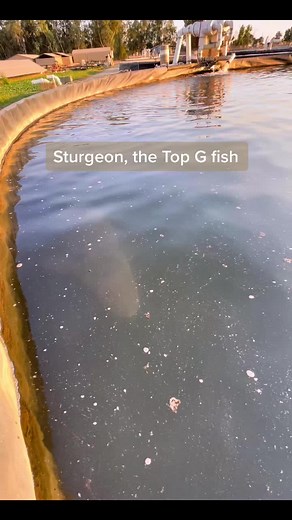 Sturgeon: Exploring the Top G Fish in Freshwater
