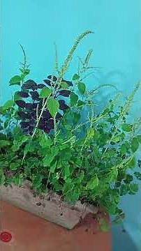 Beneficios para la Salud de la Planta del Amaranto, excelentes aportes Nutricionales y Medicinales