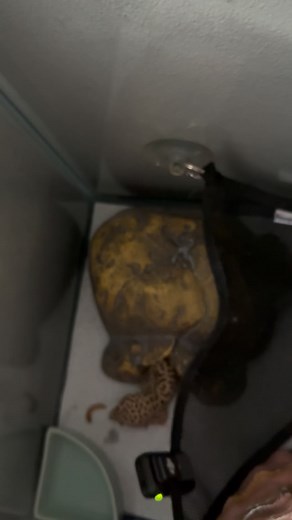 Gecko ASMR 🎧👀#gecko #reptiles #leopardgecko #crickets #enclosuresetup #lizard #bestpets #reptilekeeper #asmr | Gecko kisses