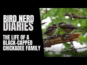 Life Of A Black-capped Chickadee Family | Bird Nerd Diaries