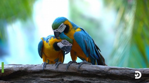 140K views · 693 shares | The beauty of rainforests is nothing short of breathtaking. Take in the sights and sounds. But, here's the reality: If the current rate of deforestation continues, there may not be any left in 100 years. Learn more about how the "lungs" of our planet are under threat: discovery.com/worldrainforestday #WorldRainforestDay | Discovery | Facebook