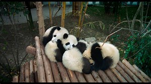 709K views · 3.4K shares | Get ready for some panda-monium with the new trailer for IMAX's 'Pandas'  | IMDb | Facebook