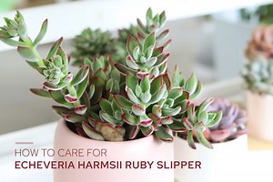 How to Grow and Care for Echeveria Harmsii Ruby Slipper