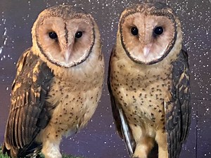 Raptor Refuge | Family and kids