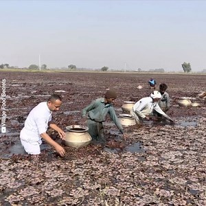 17M views · 87K reactions | Did you know about water chestnuts? Credit: Village Food Secrets youtube.com/channel/UCQexaAjPn3-1MCE4DmBK3Tg | Taste Life | Facebook