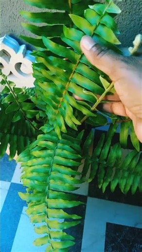 fern plant care tips #plants #garden #gardenplants