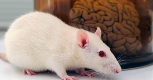 There’s a new weirdest way to play Doom: using rat neurons grown in a jar