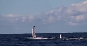 1.6K views · 103 reactions | Some very relaxed whales slapping their pectoral fins on our afternoon cruise today. Hoping for some great whale watching tomorrow | Whale Watching Sydney | Facebook