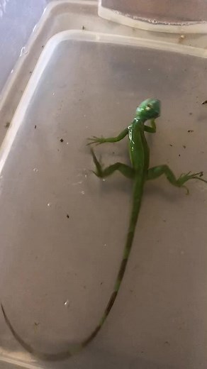 Belize Wildlife Clinic (@belizewildlifeclinic1)’s videos with good in goodbye - Madison 🎧 🎶