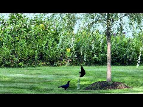 Crows Playing Swinging from a Branch