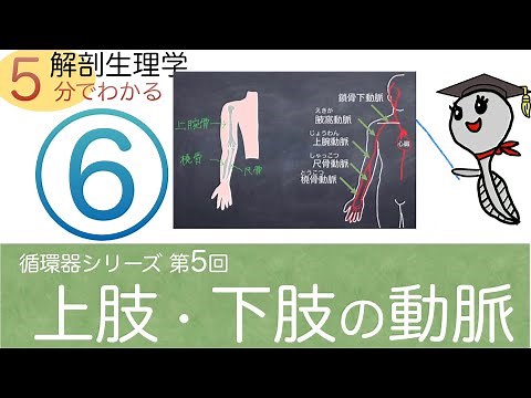 循環器シリーズ第6回「上肢・下肢の動脈」おたまじゃくし先生の解剖生理学講座