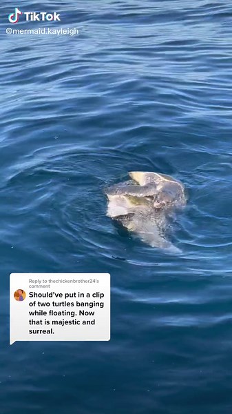 mermaid.kayleigh on TikTok
