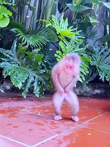 1.9K views · 25 reactions | Because raining cold, monkey Lily run rushed to wrap towel & wear clothes#funnyvideo #shorts #funny #monkeydluffy #shortsviral #shortsreels #reelsfacebook #animals #viralreels #babymonkey #usareels | Monkey Live Show | Facebook