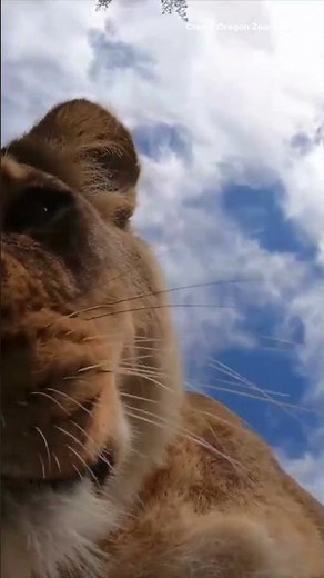 Lions spot hidden camera at Oregon Zoo