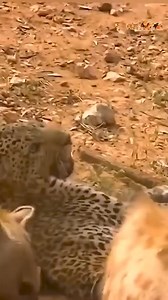 13K views · 73 reactions | Animals HD on Reels | Facebook