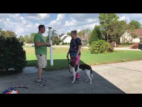 Remote collar introduction