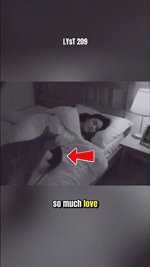 Cat Brings a Mouse as a Gift to Its Owner. #cat #animals #mouse