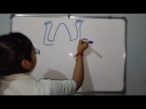 Frog | Lecture 1 | Digestive system | Class 11th biology | #eoned #biology