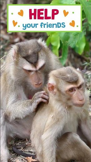 Lessons from the Animal Kingdom #kidslearning #naturevideo #cuteanimals