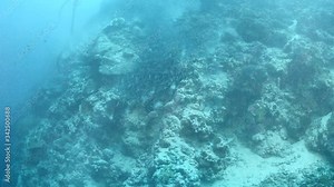 convict blenny digging the sand to maka a place underwater fish school together