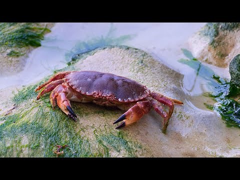 Crab and it's lifecycle